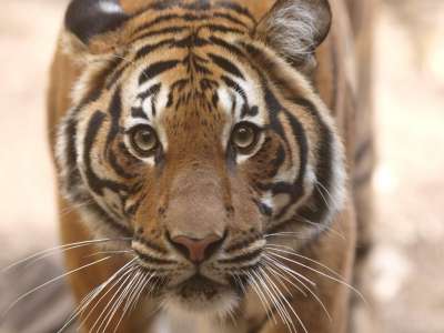 Зоопарк Бронкса сообщил о случае заражения коронавирусом Sars-Cov-2 у малайской тигрицы. Фото: mliu92/Flickr