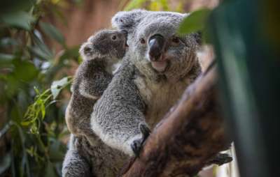 В докладе, подготовленном по заказу WWF Australia, говорится, что за последние девять лет численность этих животных в штатах Квинсленд и Новый Южный Уэльс сократилась на 61%. Фото: EPA-EFE/JOSE SENA GOULAO