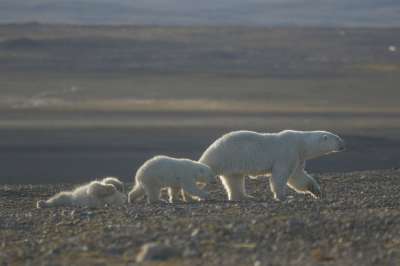 С началом полярного лета медведицы с детенышами выходят из берлог Фото: Николай Гернет