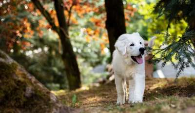 Российская кинологическая федерация рассказала, что делать, если собака потерялась, как вести поиски и куда обращаться за помощью