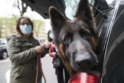 Волонтеры, если потребуется, бесплатно погуляют с собакой, привезут ей корм или на время заберут к себе домой. Фото: Getty Images 