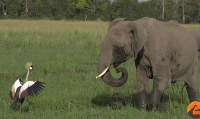 Слоны в африканской саванне мирно обедали, но оказались слишком близко к гнезду венценосного журавля, — и тот показал себя бравым защитником. Фото: Kruger Sighings / YouTube 