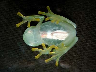 Стеклянная лягушка (Hyalinobatrachium sp.) Фото: Edwin Bellota / Flickr