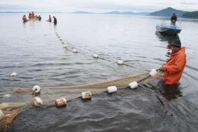 Рыбодобыча обеспечивает 32 процента доходов бюджета Камчат­ского края. Фото: Виктор Гуменюк