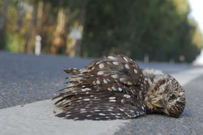 Новое исследование определило масштаб гибели птиц и млекопитающих на европейских дорогах и выявило наиболее уязвимые виды, страдающие в ДТП. Фото: Joaquim Pedro Ferreira