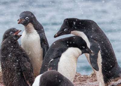 Пингвины Адели (Pygoscelis adeliae). Фото: Kathleen / Flickr