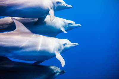  Американские ученые выяснили, что бутылконосым дельфинам из лагуны Индиан-Ривер не чужда социальная активность. Фото: Кирилл Умрихин