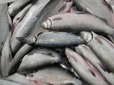  Одной из важнейших проблем мирового океана является чрезмерный вылов рыбы. Эксперты предложили способ исправить ситуацию: смещение пищевых приоритетов в сторону морепродуктов и рыб неценных сортов. Фото: Maarit Lundback/Flickr.com