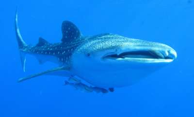  Ученые обнаружили у китовых акул необыкновенные бронированные глаза. Фото: Derek Keats / Flickr
