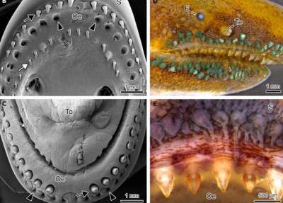 Слева: внешний вид верхней и нижней челюстей кольчатой червяги (Siphonops annulatus). Справа: внешний вид ядовитых желез. На верхнем изображении они выделены зеленым. Иллюстрация: Carlos Jared et al. / , iScience, 2020