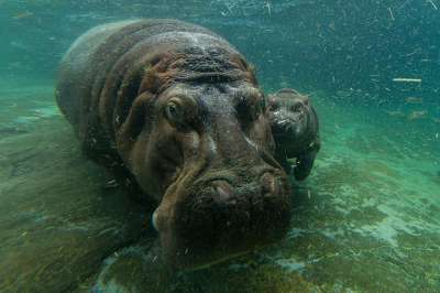  Малыш принялся учиться плавать под руководством матери уже на следующий день после рождения. Фото: San Diego Zoo