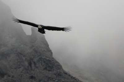 Ученые внимательно изучили механику полета величественных громадных птиц. Фото: Valentin / Flickr.com
