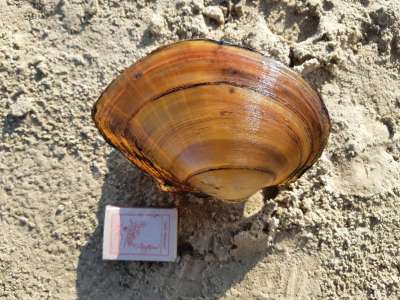 Гигантские инвазивные моллюски из Китая угрожают экосистемам Волги