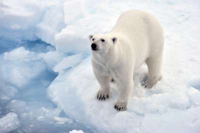 Авиаучет белых медведей в Арктике продлится до конца августа 2020 года. Фото: Лев Федосеев/ ТАСС