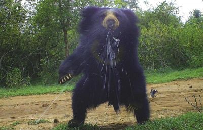 Плюющийся медведь-губач