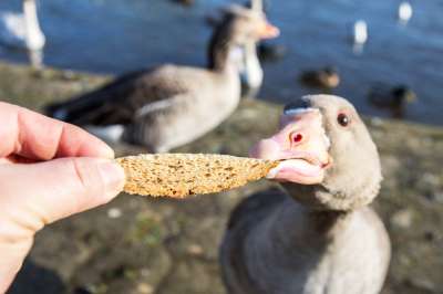 Поговорка &quot;глуп как утка&quot; появилась не зря. Хлеб для этих птиц - яд, но они его с удовольствием поглощают. Фото: gabort71 / istockphoto.com 