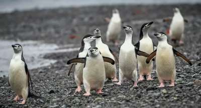 Антарктические пингвины на острове Кинг-Джордж (Ватерлоо) в Антарктиде. Фото: РИА Новости / Алексей Куденко