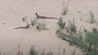 Ящерицы решили полакомиться крокодильими яйцами, но получить их не так просто — настороже озлобленная самка крокодила. Фото: Kruger Sightings / YouTube