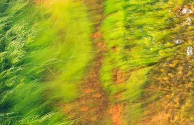 Нити водоросли рода Кладофора в потоке воды. Фото: aka CJ / Flickr.com
