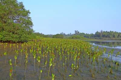 Cредства пойдут на охрану прибрежной полосы и мангровых лесов, которые считаются визитной карточкой острова. Иллюстрация: pixabay.com