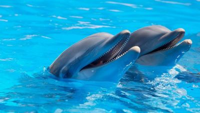 В Крыму летом заработает "скорая помощь" для дельфинов