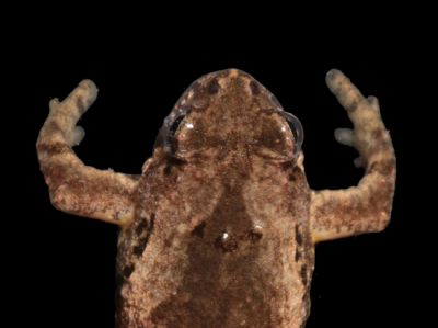 Необычная амфибия живет в Таиланде. Новый вид лягушек Microhyla tetrix. Автор Николай Поярков, МГУ