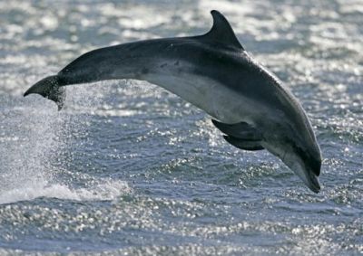 Реабилитация дельфинов после жизни в неволе может занять несколько месяцев