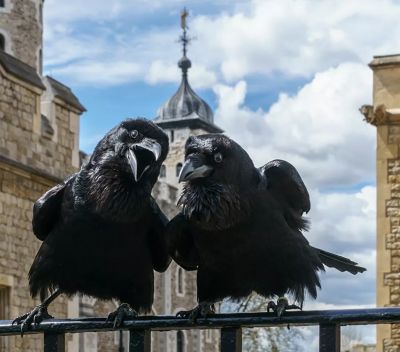 Фото: CC BY-SA 2.0 / User:Colin / Jubilee and Munin, Ravens, Tower of London