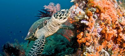 Коралловые рифы гибнут в результате деятельности человека. Фото Coral Reef Image Bank/Дж.Дженк