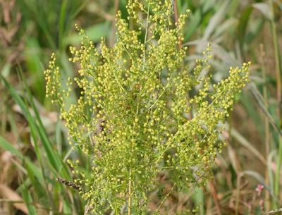 Полынь однолетняя Artemisia annua. Фото: CC BY-SA 3.0 / Kristian Peters