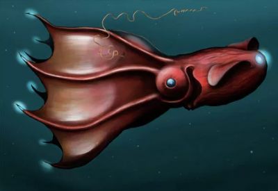 Адский кальмар-вампир Vampyroteuthis infernalis. Иллюстрация: CC BY-SA 3.0 / Citron / Adult vampire squid