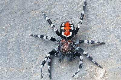 Этот паук получил название 
