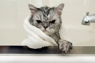   Ветеринары советуют мыть кошек всего несколько раз в год, ведь питомцы самостоятельно справляются с личной гигиеной. И это только на руку владельцам! Ведь каждая помывка кота — настоящее экстремальное шоу