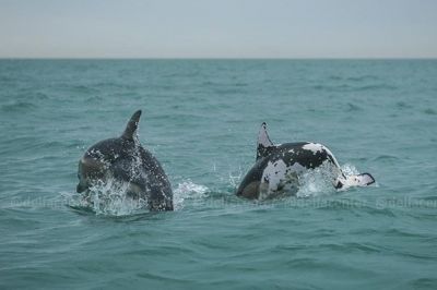 Фото: Центр спасения дельфинов 