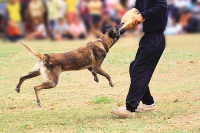 Собаки проходят различные тренировки. Фото: Skynavin, Shutterstock