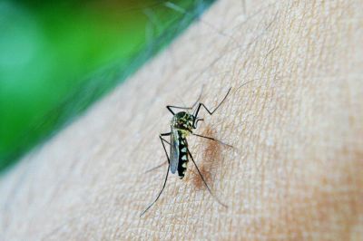 Эксперты Мосприроды рекомендовали защищаться от комаров эфирными маслами и чесноком. Фото: Pixabay / nuzree