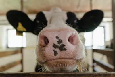 Ученые предположили, что бактерии из желудка коровы могут расщеплять пластик, поскольку коровий рацион уже содержит натуральные растительные полиэфиры.