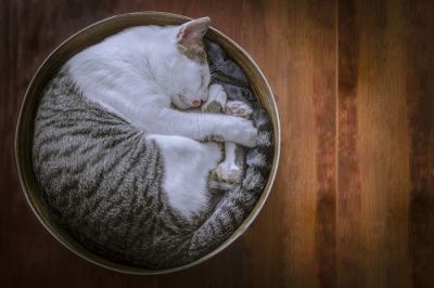 Кошки испокон веков были и остаются самыми распространёнными домашними животными во всем мире. Фото: Rachata Sinthopachakul, Shutterstock