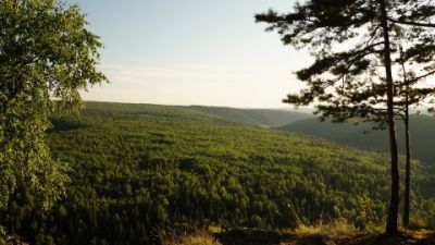 Коллектив специалистов также уточнил количество российских лесов.