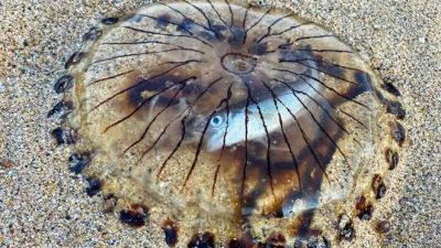   Случайному прохожему повезло наткнуться на весьма интересную парочку — мертвую медузу с живой рыбой внутри. Фото: Ian Watkins/Triangle News