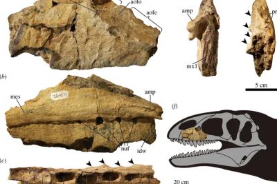 Новый вид динозавров был больше, чем тираннозавр рекс и находился на вершине пищевой цепочки. Иллюстрация: The Royal Society