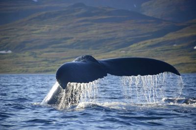 Горбатый кит. Фото: Татьяна Придорожная.