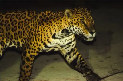 Изменения в питании и поведении ягуаров могут обернуться трагедией. Фото: Víctor Rosales
