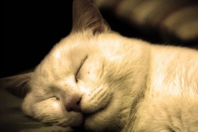 Мозг большинства млекопитающих проходит во время сна тот же цикл, что и мозг человека: от погружения в глубокий сон до фазы быстрого сна, когда мозг более активен.