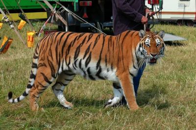 С 2023 года во Франции запретят использовать львов, тигров и медведей в цирковых представлениях