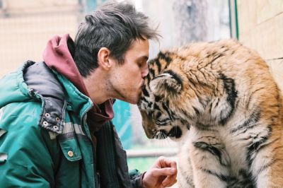 Взять себе тигра на содержание смогут даже индивидуальные предприниматели. Фото: РИА Новости.
