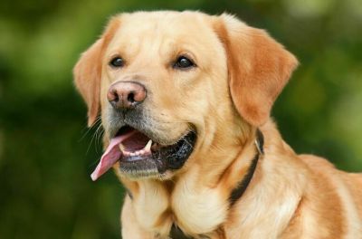 Законопроектом предлагается закрепить в законодательстве использование инвалидами таких собак.