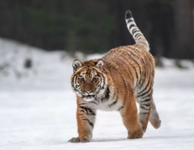 В Приморье пропал самый большой тигр России по кличке Чудовище