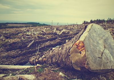 Фото: deforestation.