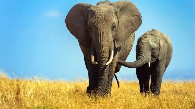 Фото: Слоны / Getty images